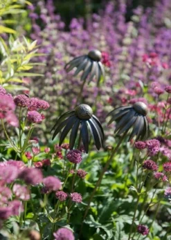 Echinacea Plant Stake - Antique Pewter 6 Echinacea Plant Stake - Antique Pewter -Cheap Plants Store pr2000028412 card3 lg