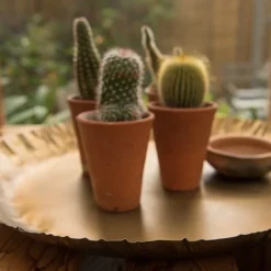 Brass Tray -Cheap Plants Store pr2000028422 card4 lg