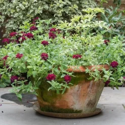 Brass Tray -Cheap Plants Store pr2000028422 card6 lg