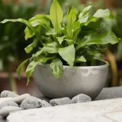 Rough Cast Aluminium Bowl -Cheap Plants Store pr2000028424 card10 lg