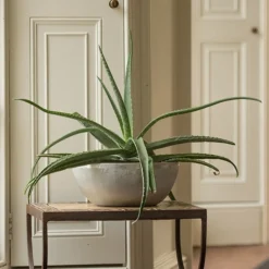 Cheap Plants Store -Cheap Plants Store pr2000028424 card2 lg