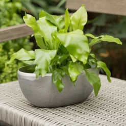 Rough Cast Aluminium Bowl -Cheap Plants Store pr2000028424 card7 lg