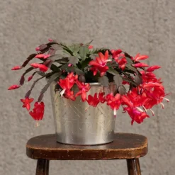 Hand Etched Aluminium Planter 19 Hand Etched Aluminium Planter -Cheap Plants Store pr2000028556 card10 lg