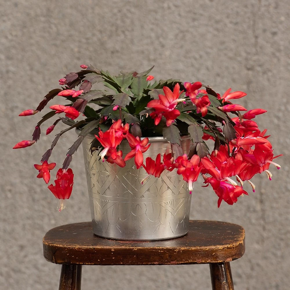 Hand Etched Aluminium Planter 10 Hand Etched Aluminium Planter - Image 10