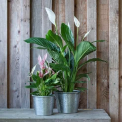 Hand Etched Aluminium Planter 12 Hand Etched Aluminium Planter -Cheap Plants Store pr2000028556 card3 lg