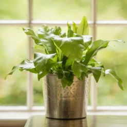 Hand Etched Aluminium Planter 17 Hand Etched Aluminium Planter -Cheap Plants Store pr2000028556 card8 lg