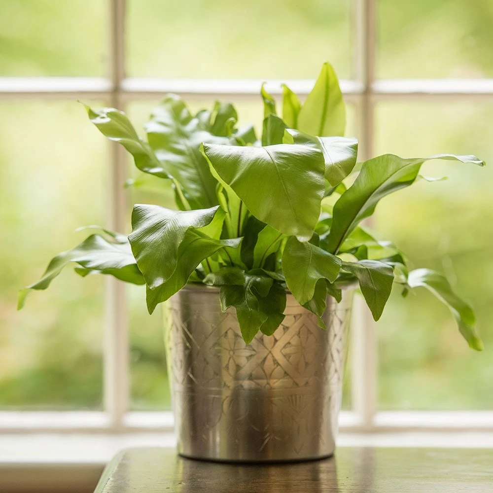 Hand Etched Aluminium Planter 8 Hand Etched Aluminium Planter - Image 8