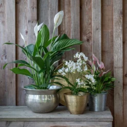 Hand Etched Aluminium Planter 18 Hand Etched Aluminium Planter -Cheap Plants Store pr2000028556 card9 lg