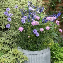 Zinc Dolly Tub Planter 10 Zinc Dolly Tub Planter -Cheap Plants Store pr2000028721 card4 lg