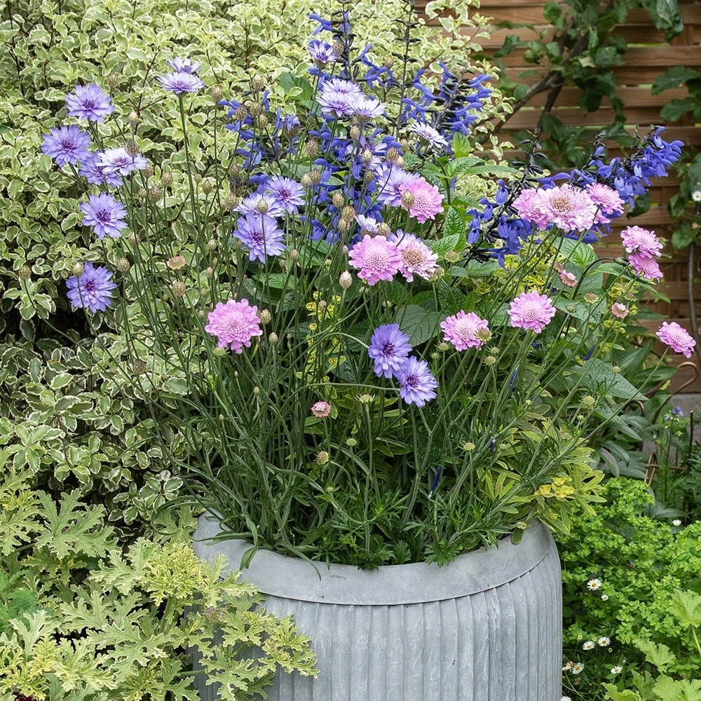 Zinc Dolly Tub Planter 4 Zinc Dolly Tub Planter - Image 4