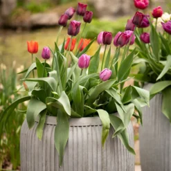 Zinc Dolly Tub Planter 13 Zinc Dolly Tub Planter -Cheap Plants Store pr2000028721 card7 lg