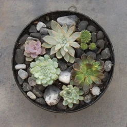 Rough Cast Aluminium Bowl - Charcoal Black -Cheap Plants Store pr2000028887 card6 lg