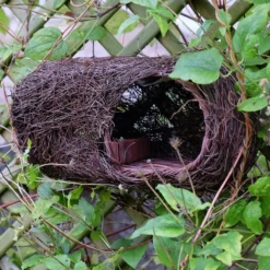 Brushwood Robin Nester -Cheap Plants Store pr2000029694 card3 lg