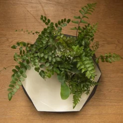 Enamelled Geo Metal Plant Tray 8 Enamelled Geo Metal Plant Tray -Cheap Plants Store pr2000031479 card4 lg