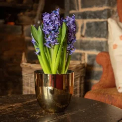 Polished Brass Pot Cover -Cheap Plants Store pr2000031483 card3 lg