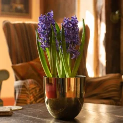 Polished Brass Pot Cover -Cheap Plants Store pr2000031483 card4 lg