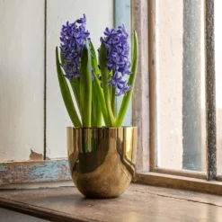 Polished Brass Pot Cover -Cheap Plants Store pr2000031483 card5 lg