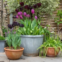 Zinc Dolly Pot 12 Zinc Dolly Pot -Cheap Plants Store pr2000031492 card5 lg