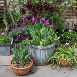 Zinc Dolly Pot 14 Zinc Dolly Pot -Cheap Plants Store pr2000031492 card7 lg