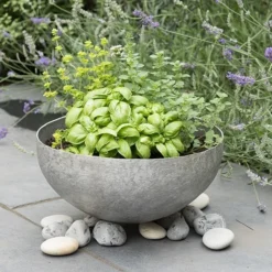 Sphere Plant Bowl -Cheap Plants Store pr2000031495 card3 lg
