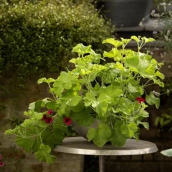 Sphere Plant Bowl -Cheap Plants Store pr2000031495 card5 lg