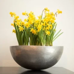 Sphere Plant Bowl -Cheap Plants Store pr2000031495 card6 lg