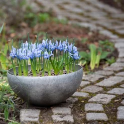 Sphere Plant Bowl -Cheap Plants Store pr2000031495 card7 lg