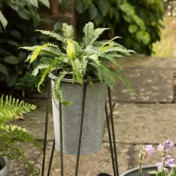 Tall Galvanised Planter With Stand -Cheap Plants Store pr2000031504 card4 lg