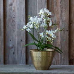 Solid Etched Brass Pot Cover -Cheap Plants Store pr2000031507 card5 lg