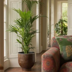 Cheap Plants Store -Cheap Plants Store pr2000033936 card2 lg