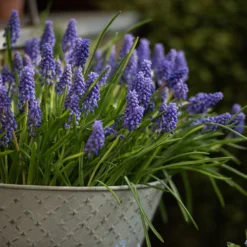 Aged Embossed Wall Planter - Aged Zinc -Cheap Plants Store pr2000033942 card3 lg