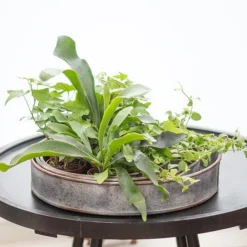 Pot Trays Aged Zinc - Set Of 3 -Cheap Plants Store pr2000033959 card4 lg