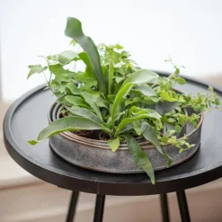 Pot Trays Aged Zinc - Set Of 3 -Cheap Plants Store pr2000033959 card5 lg