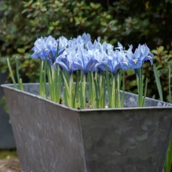 Dark Galvanised Window Trough -Cheap Plants Store pr2000033966 card7 lg