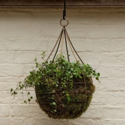 Hanging Tear Drop Basket - Wide -Cheap Plants Store pr2000033989 card4 lg