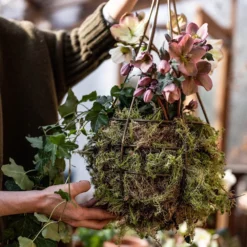 Hanging Tear Drop Basket - Slim 7 Hanging Tear Drop Basket - Slim -Cheap Plants Store pr2000033990 card3 lg