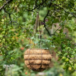 Hanging Tear Drop Basket - Slim 8 Hanging Tear Drop Basket - Slim -Cheap Plants Store pr2000033990 card4 lg