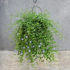 Hanging Plant Cage - Wide
