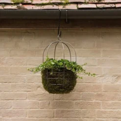 Hanging Plant Cage - Wide 7 Hanging Plant Cage - Wide -Cheap Plants Store pr2000033991 card4 lg