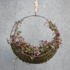 Hanging Wreath Basket -Cheap Plants Store pr2000033995 card6 lg