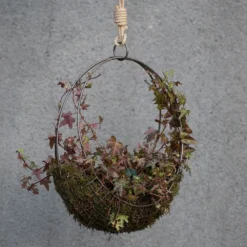 Hanging Wreath Basket -Cheap Plants Store pr2000033995 card8 lg