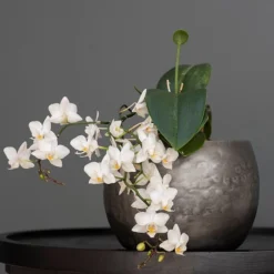 Zinc Bowls - Set Of 3 -Cheap Plants Store pr2000033999 card4 lg