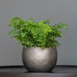 Zinc Bowls - Set Of 3 -Cheap Plants Store pr2000033999 card5 lg