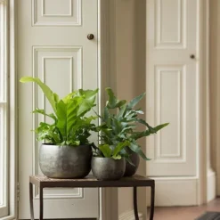 Zinc Bowls - Set Of 3 -Cheap Plants Store pr2000033999 card6 lg