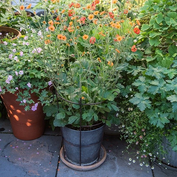 Perennial/bulb Planter With Support 2 Perennial/bulb Planter With Support - Image 2