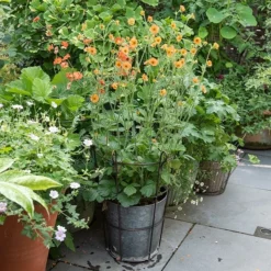 Perennial/bulb Planter With Support 7 Perennial/bulb Planter With Support -Cheap Plants Store pr2000034023 card3 lg