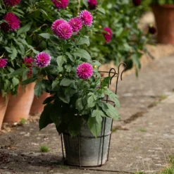 Perennial/bulb Planter With Support 9 Perennial/bulb Planter With Support -Cheap Plants Store pr2000034023 card5 lg