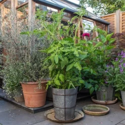 Planter With Surround Support -Cheap Plants Store pr2000034024 card3 lg