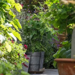 Planter With Surround Support -Cheap Plants Store pr2000034024 card4 lg