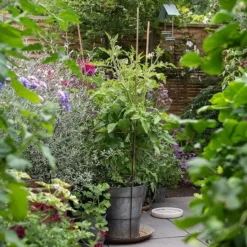 Planter With Surround Support -Cheap Plants Store pr2000034024 card6 lg